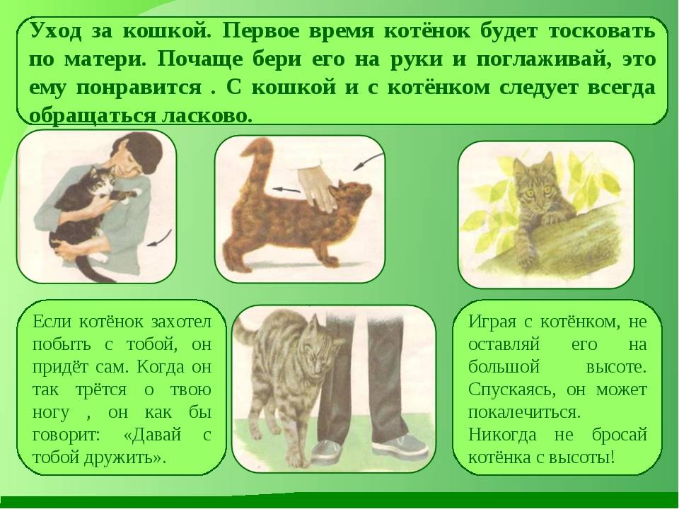 Уход за котами разных пород: питание, туалет, сон, стерилизация