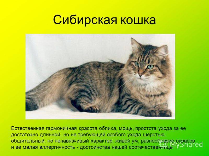 Русская сибирская кошка: описание породы, характер питомца, уход