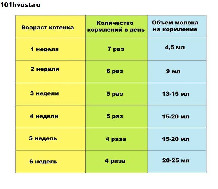 Как кормить котенка?