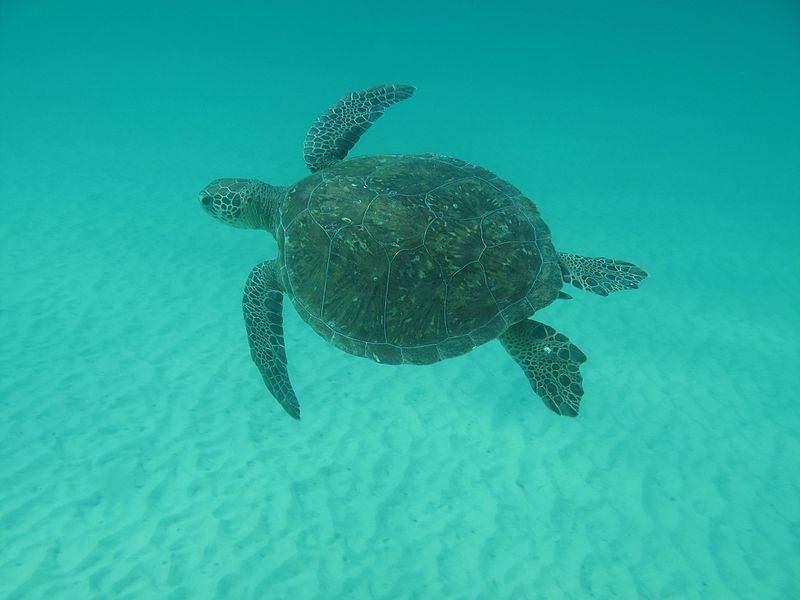 Водная черепаха - виды, описание, пища и места обитания (120 фото + видео)