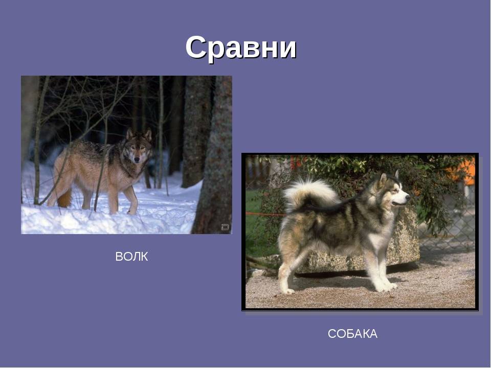 Собаки и волки: различия и сходства — сайт эксперта по животным