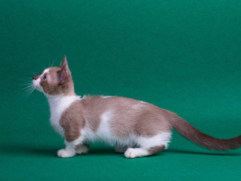 Манчкин кошка: фото, описание породы, цена