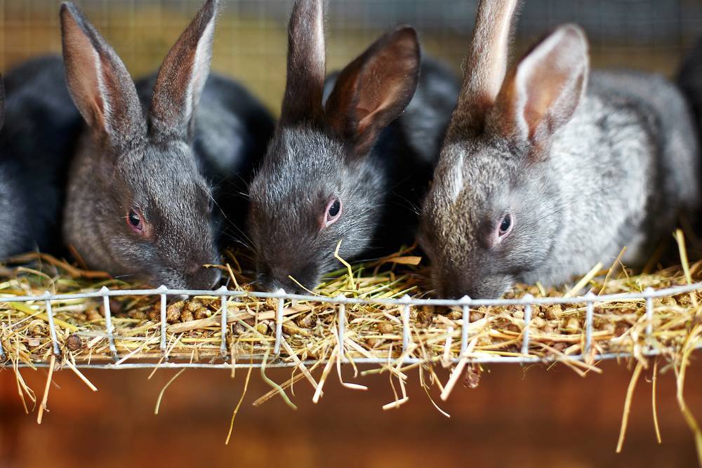 Чем кормить кроликов: в домашних условиях