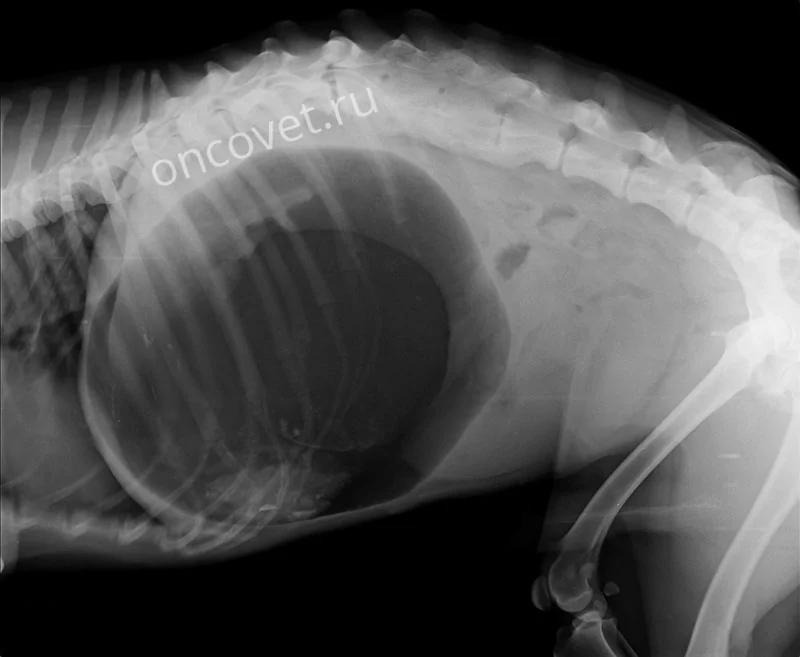 Заворот желудка у собаки: причины и лечение