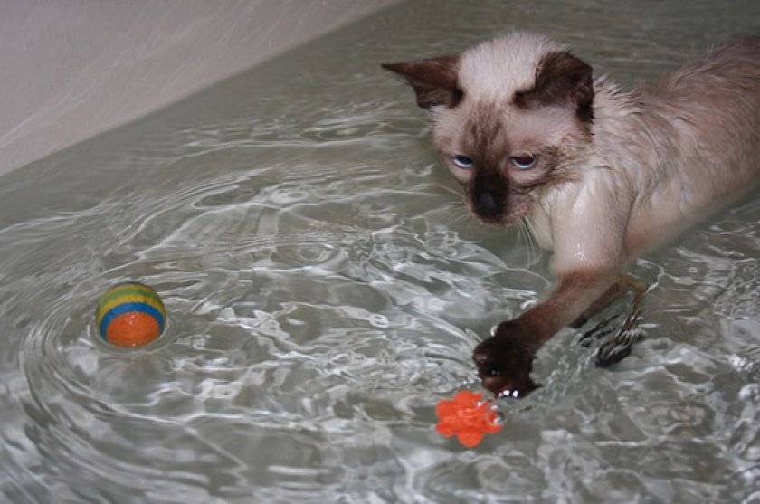 Учим кошку не бояться воды и купаться в ванне: видео, как приучить кота к воде