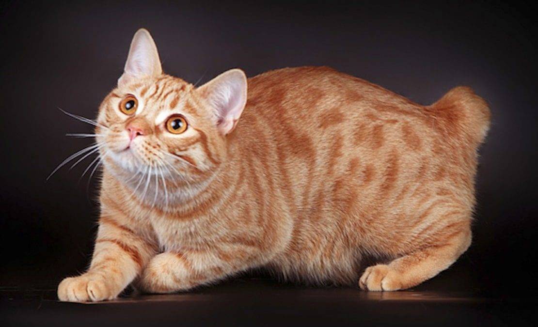 Топ-10 пород кошек – бобтейлы и мэнксы – как отличить одного кота от другого.