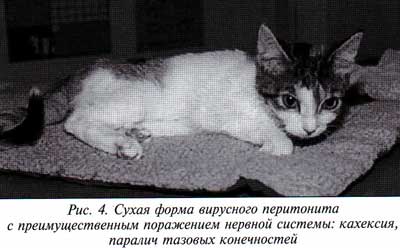 Короновирусный гастроэнтерит у кошек излечим - oozoo.ru