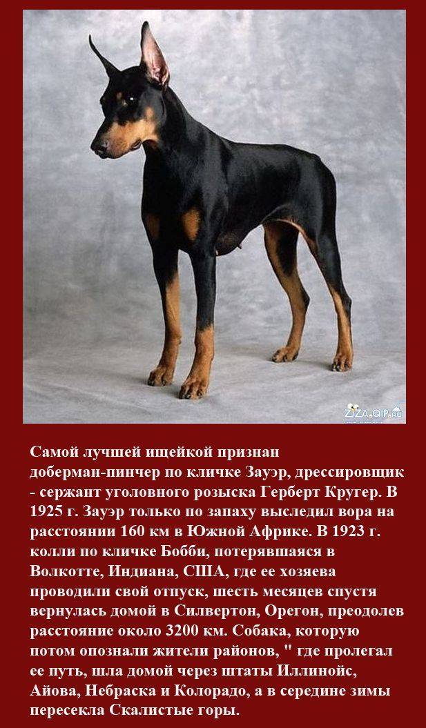 Порода собак доберман-пинчер, описание, стандарт, фото