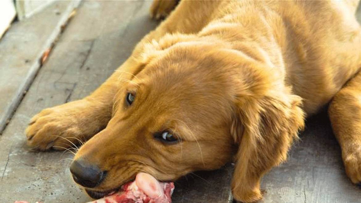 Собака съела кости: как оказать первую помощь