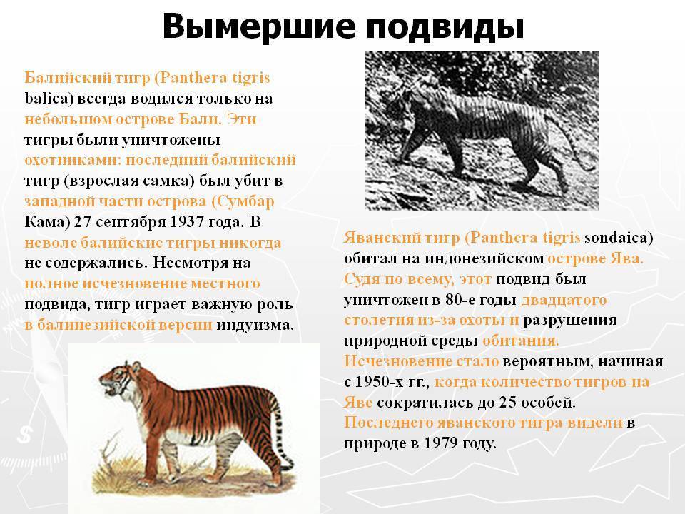 Вид исчезнувший по вине человека. Туранский тигр причина вымирания. Туранский тигр вымерший вид. Вымершие животные по вине человека. Тигр исчезающий вид.