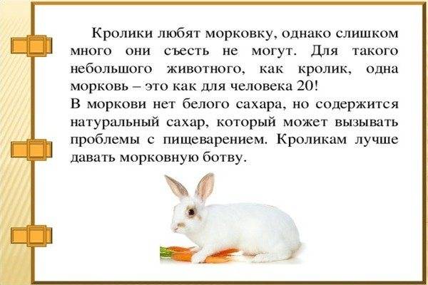 Можно ли давать кроликам морковь и морковную ботву: польза продукта и основные правила кормления