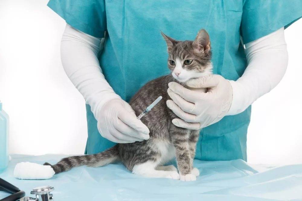 Фип у кошек: как лечить и профилактировать недуг