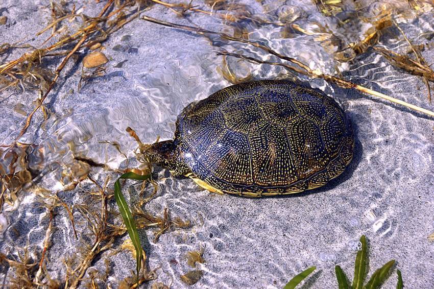ᐉ скорость передвижения черепахи на суше и в воде: как бегают и плавают морские, сухопутные и красноухие черепахи (средняя и максимальная скорость движения) - zoopalitra-spb.ru