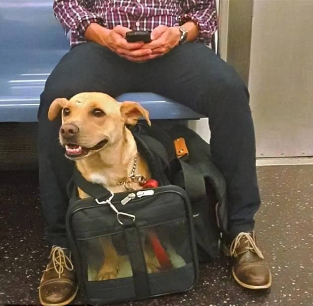 Правила провоза (перевозки) собаки в метро - petstory