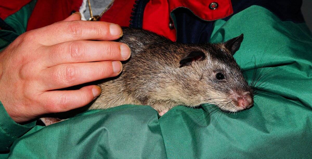 Сиамская крыса (20 фото): особенности сиамской крысы дамбо, ее содержание в домашних условиях