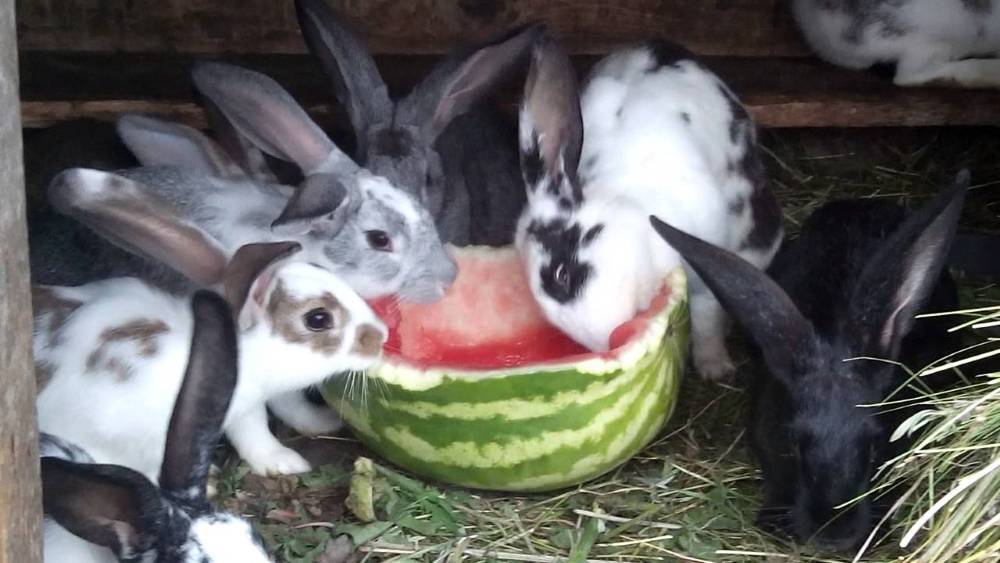 Можно ли кормить кроликов тыквой, польза и правила заготовки продукта