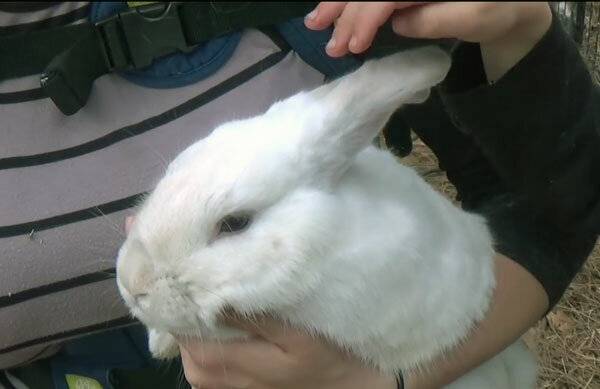 Как подстричь когти кролику? как правильно их подстригать кролику в домашних условиях? как часто нужно стричь? инструкция по стрижке когтей