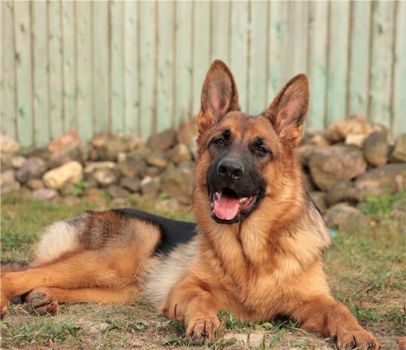 Сторожевые собаки – породы, выведенные для охраны территории или жилья