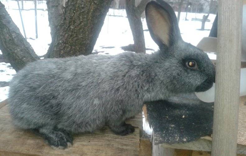 Особенности кролика породы полтавское серебро