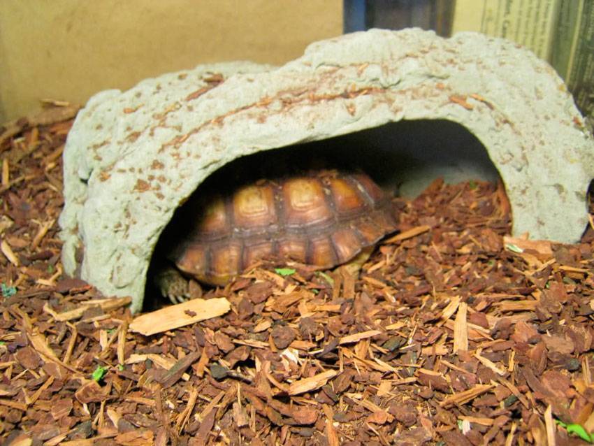 Спячка черепахи в домашних условиях