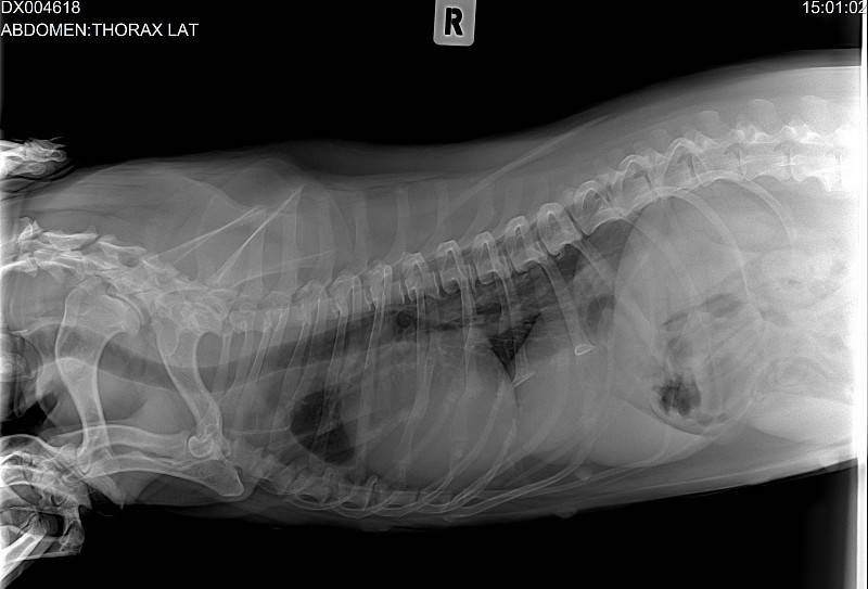 Опухоль молочной железы у кошки: симптомы, лечение, операция по удалению