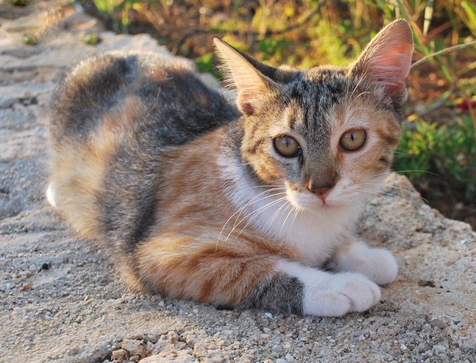 Эгейская кошка: все особенности породы (+ фото и видео) | ваши питомцы