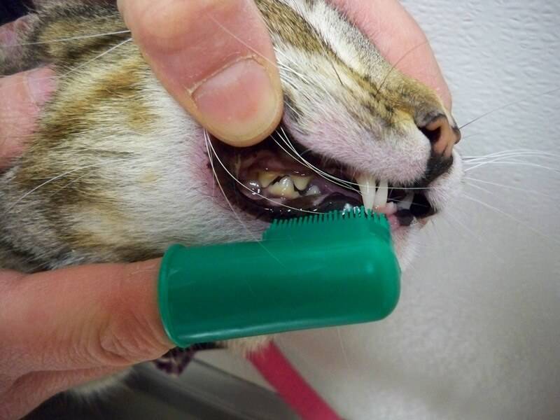 Зубной камень у кошек: как почистить, снять, последствия