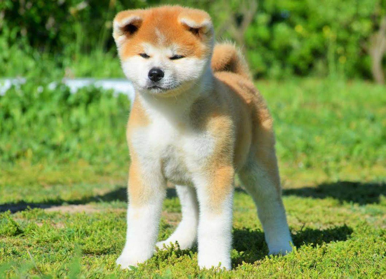 Какие существуют японские разновидности собак и как они называются
