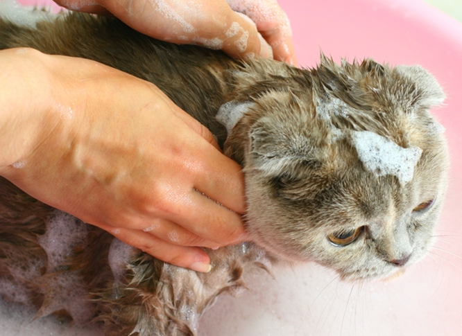 Нужно ли мыть кота после стрижки