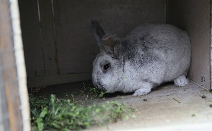 Кролик серебристый: описание породы, содержание, фото