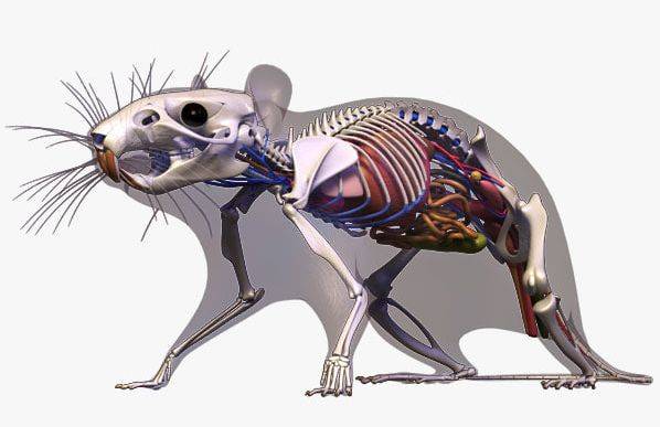 Описание строения внутренних органов кошки и общей анатомии домашнего животного