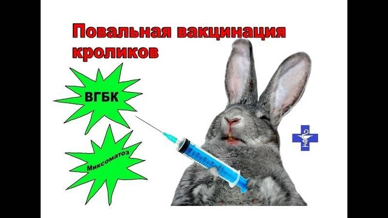Обязательные и необязательные прививки кроликам