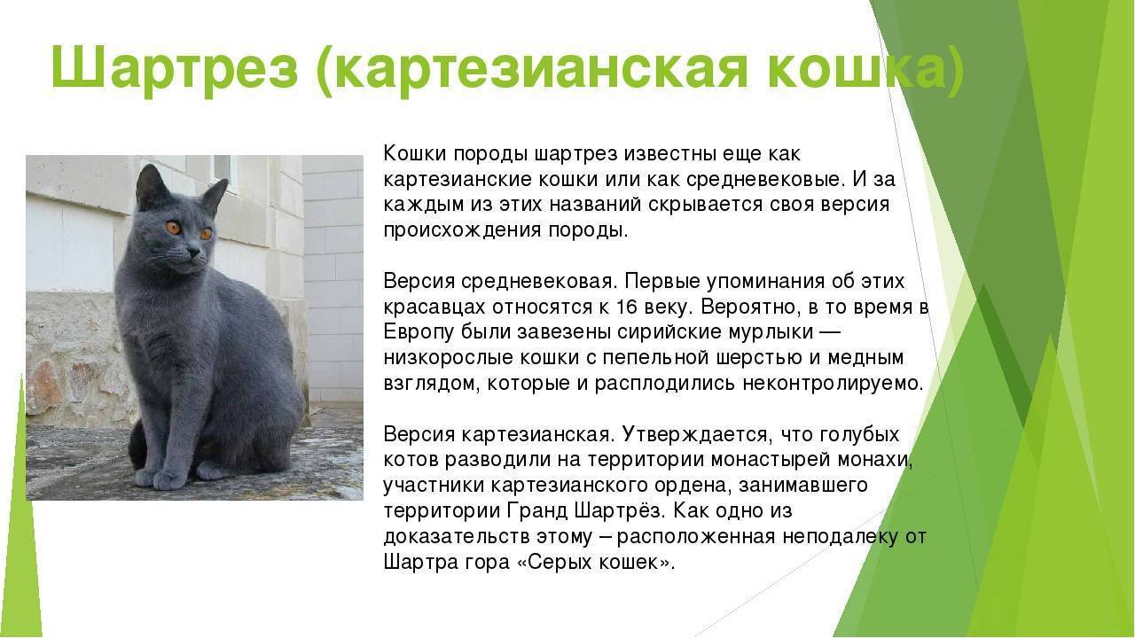 Шартрез (кошка): описание французской породы