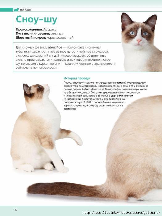 Особенности породы кошек сноу шу: почему их окрас считается сложным?
