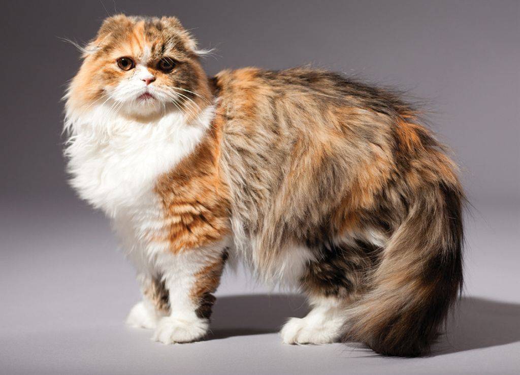 Длинношерстные кошки: названия пород с фото и описанием, уход