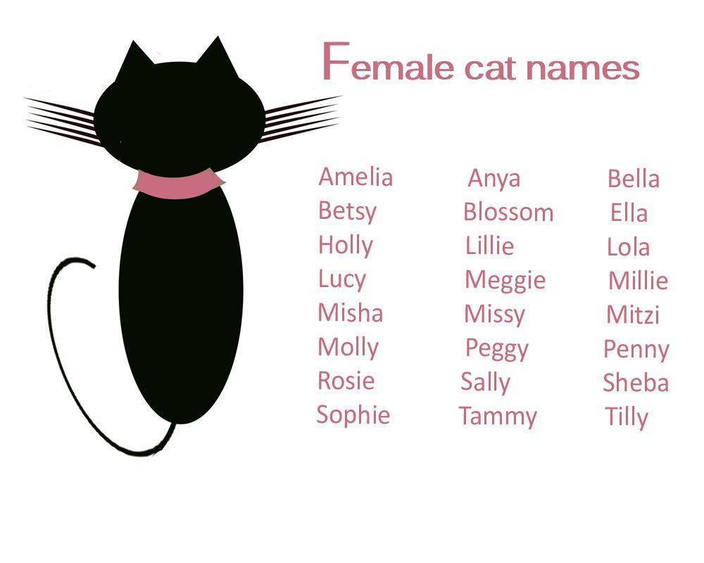 Имена для котов на английском языке, американские клички и тайна имени