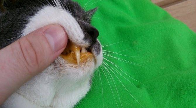 Что такое липидоз печени у кошек, каковы его симптомы, чем лечат животное и насколько опасна болезнь?