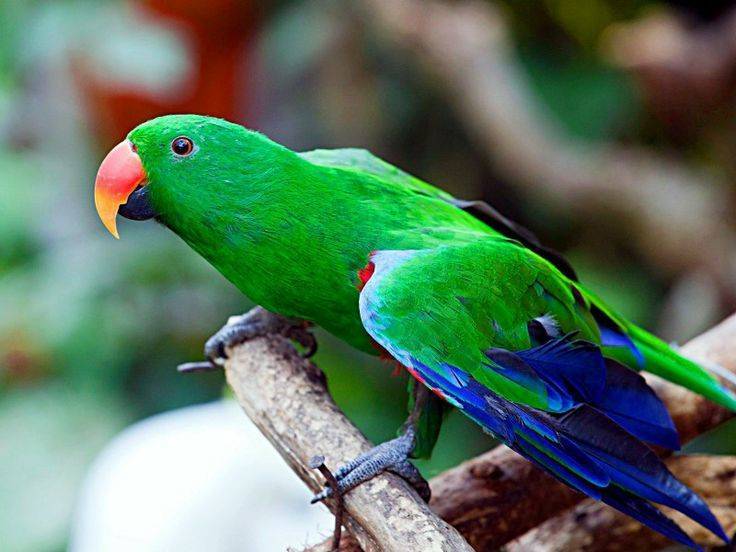 Попугай розелла: описание, виды, правила содержания