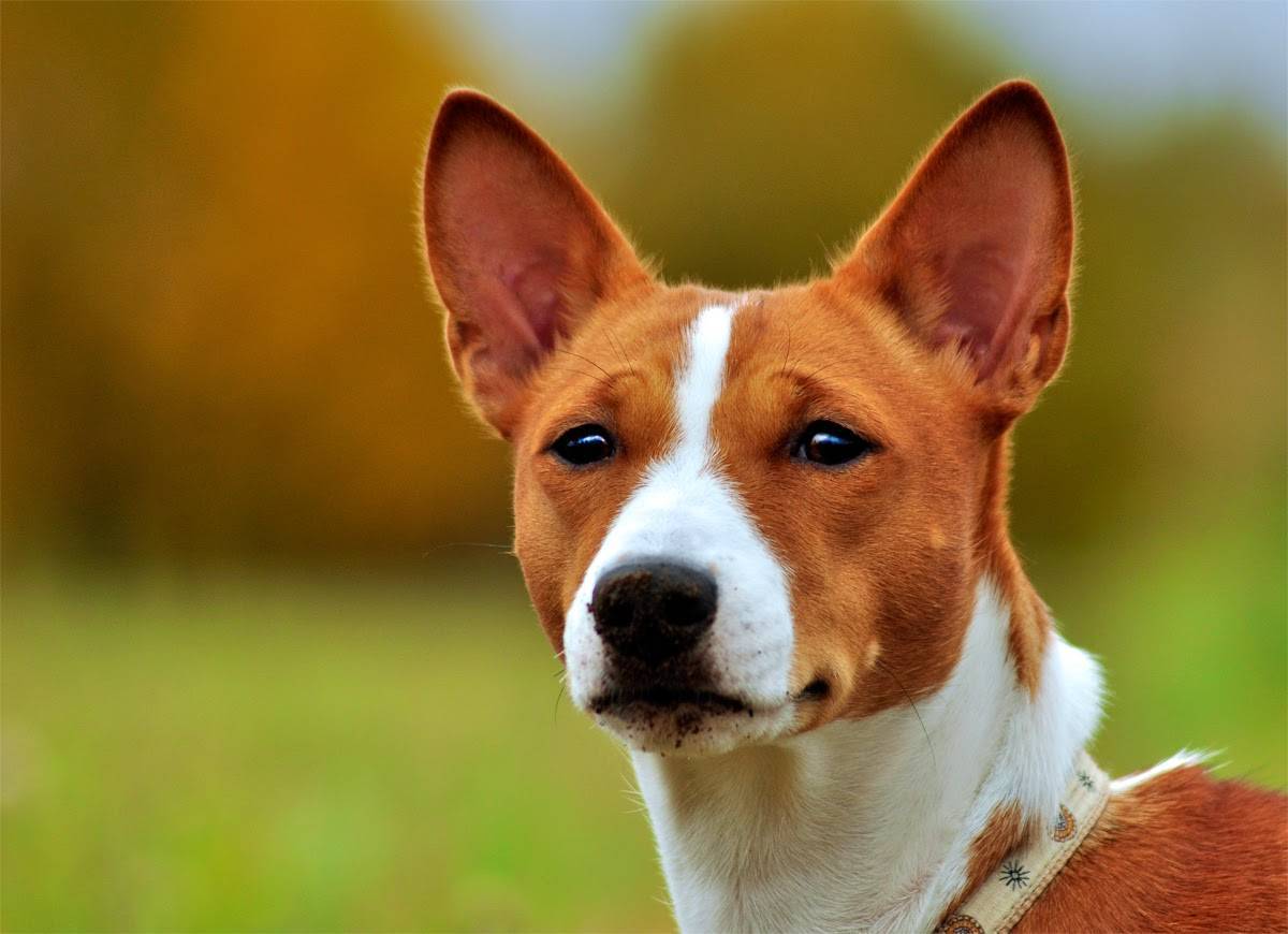 Лучшие тихие породы собак, которые меньше лают - hidogs.ru - породы собак, фото и описание