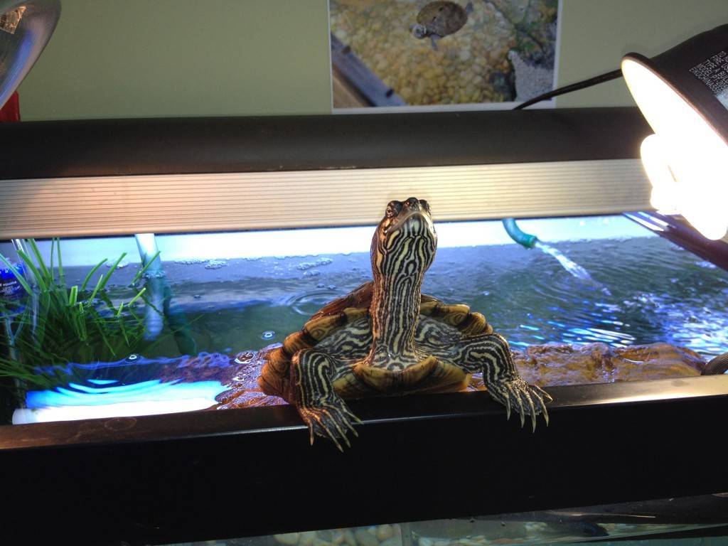 Вода для красноухой черепахи: какую использовать, сколько наливать в аквариум