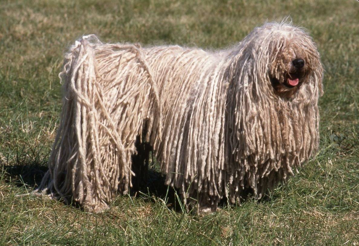 Порода собак с дредами фото порода