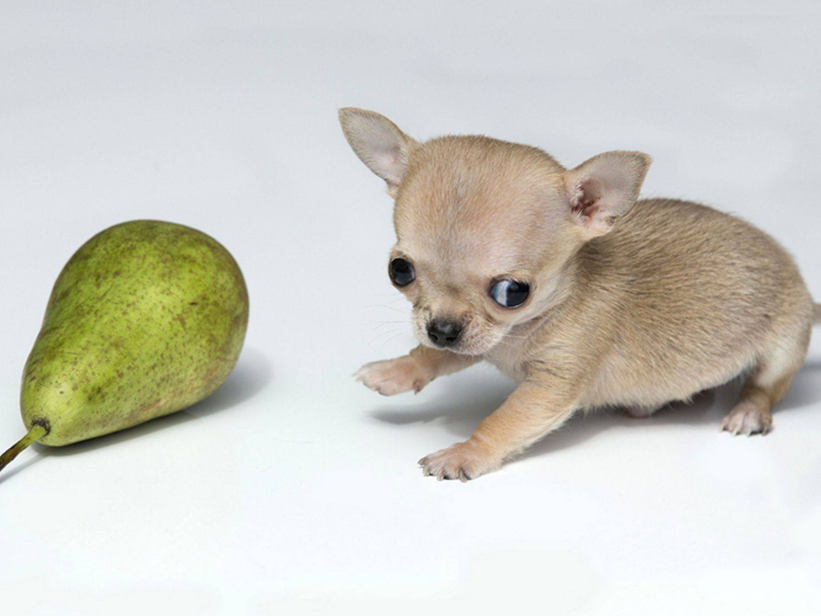 Самые маленькие породы собак в мире: фотографии с названиями десяти наиболее миниатюрных созданий