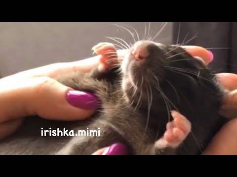 Как приручить крысу к рукам: что делать, если она боится, почему крысёнок лижет руки, можно ли подружиться, если она кусается и вырывается