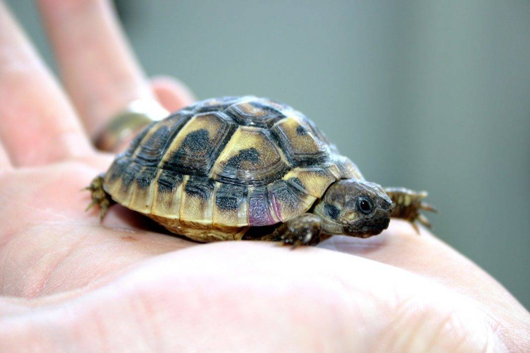 Сколько живет черепаха: как определить её возраст