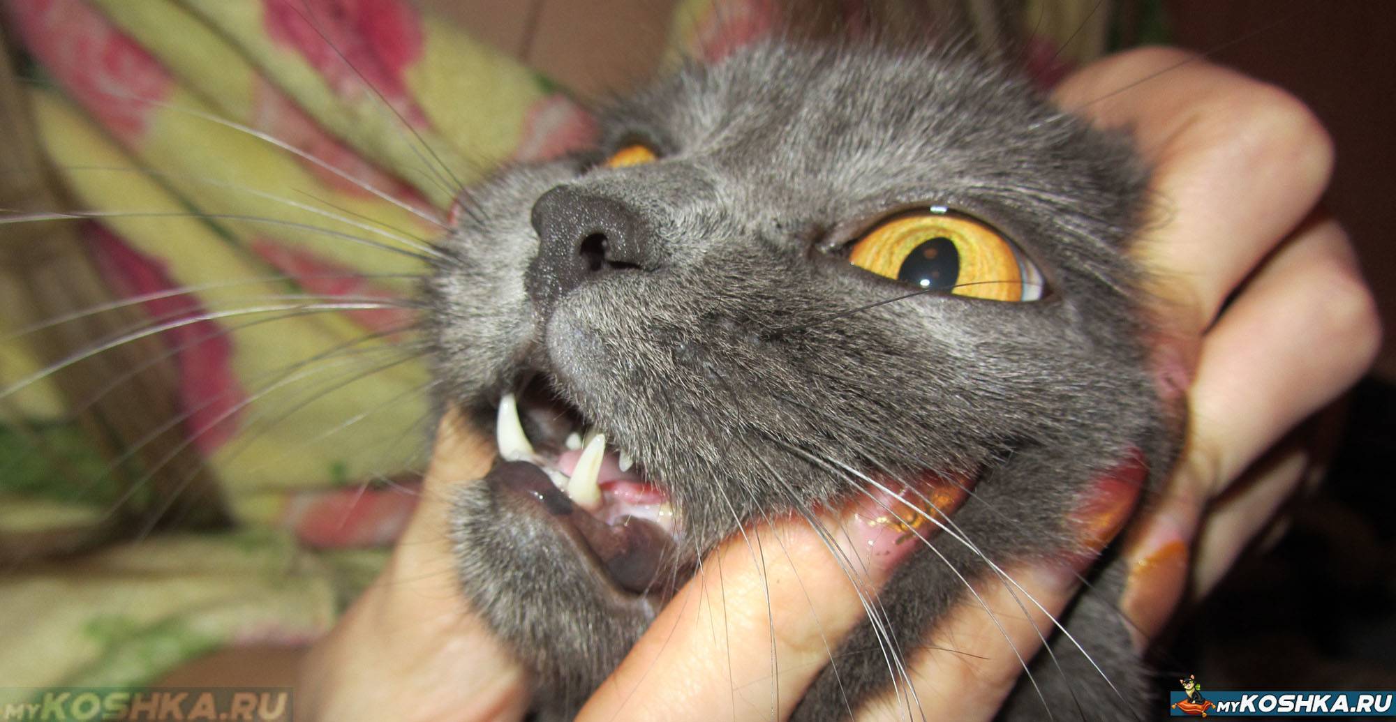 Ретенционные кисты кошек ⋆ ветеринарная клиника max&vet