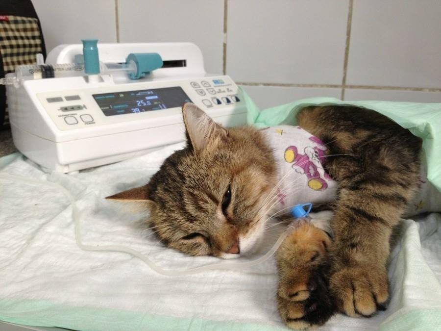 Панлейкопения у кошки: симптомы и лечение заболевания