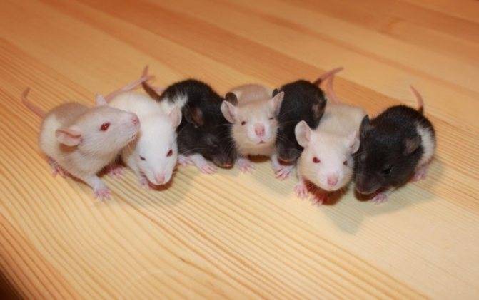 Мышь домовая | мир животных и растений