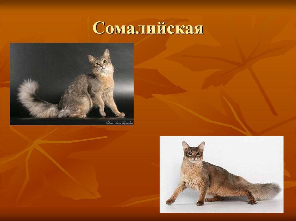 Сомалийская кошка – описание породы, как выглядит?