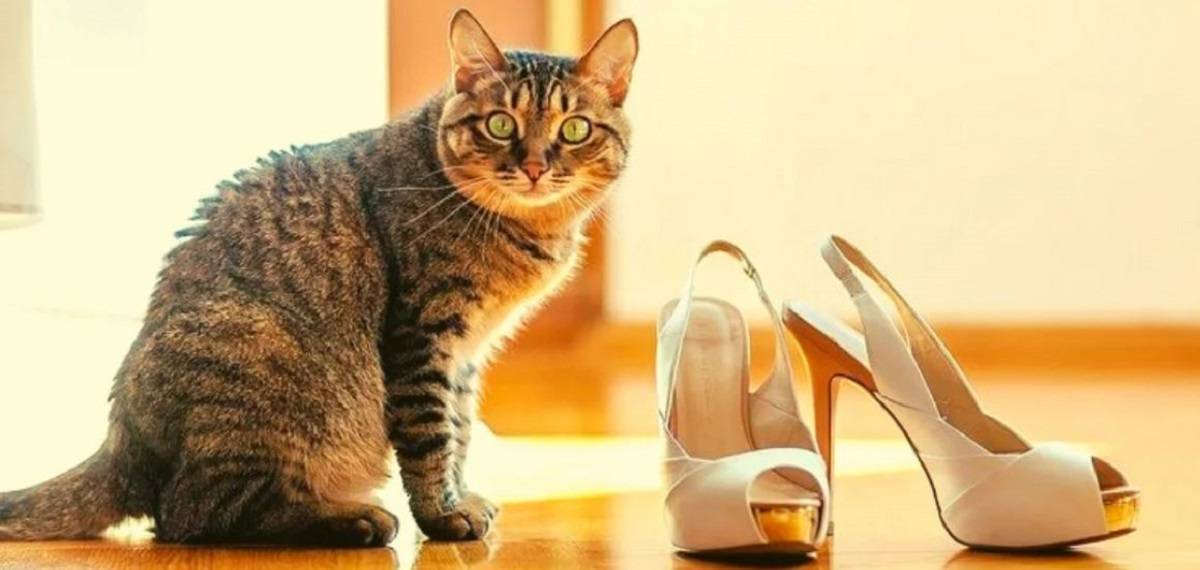 10 вещей, которых боятся кошки — сайт эксперта по животным — howmeow
