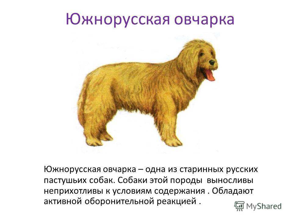 Южнорусская овчарка: описание породы, характер, фото | все о собаках